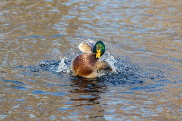 Eend in het water — Stockfoto