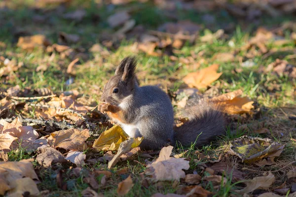 Portret wiewiórka jesienią — Zdjęcie stockowe
