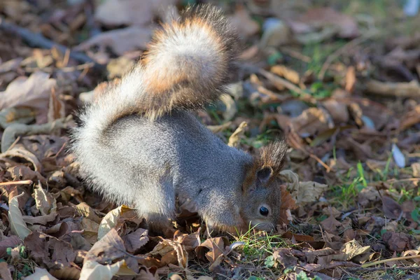 Eichhörnchen aus nächster Nähe — Stockfoto