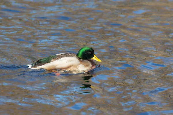 Eenden zwemmen in het water — Stockfoto