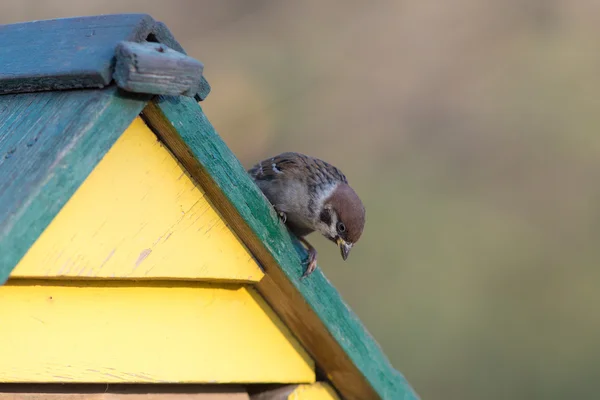 Curious sparrow on the roof — Stock Photo, Image