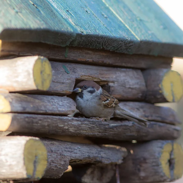 Sparrow in venster — Stockfoto