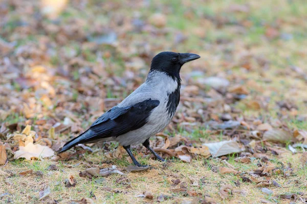 Primo piano del corvo in autunno — Foto Stock