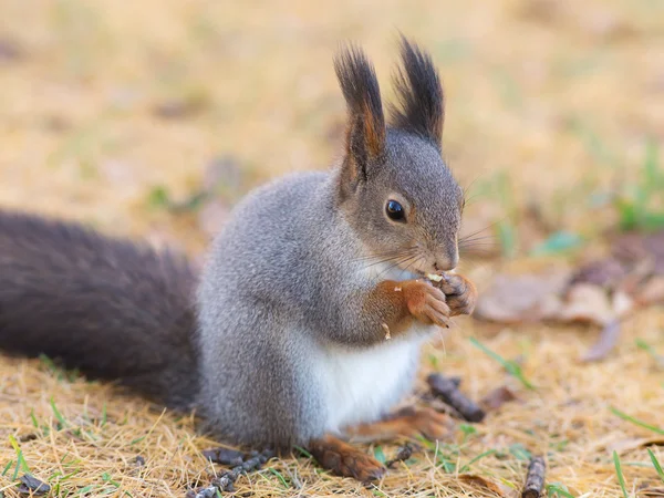 Portret wiewiórka zbliżenie — Zdjęcie stockowe
