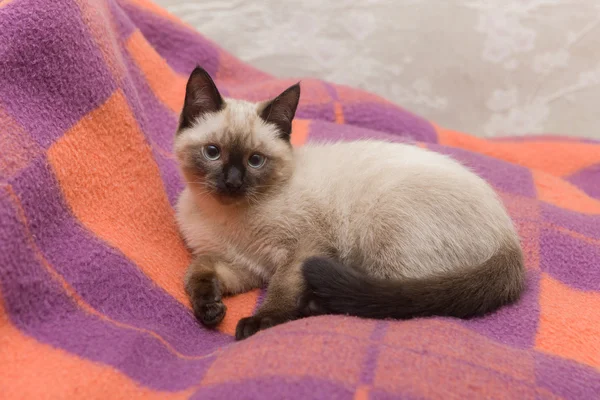 Porträt einer Katze — Stockfoto