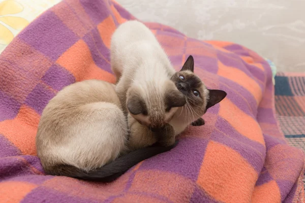 Dos gatos juguetones — Foto de Stock