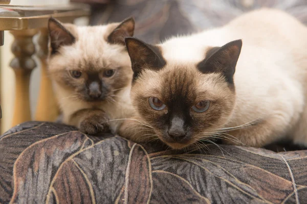 Porträt zweier Katzen — Stockfoto
