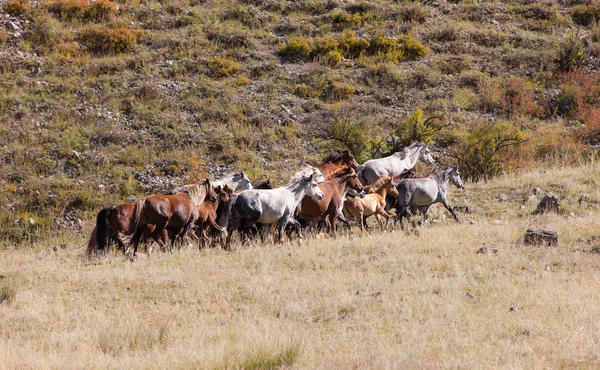 Atlar dörtnala sürüsü — Stok fotoğraf