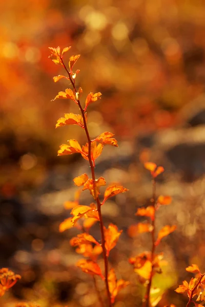 Branches with red autumn leaves — Stock Photo, Image