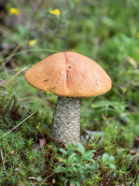 Boletus de casquete naranja en el bosque — Foto de Stock