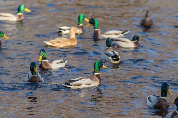 Bando de patos — Fotografia de Stock