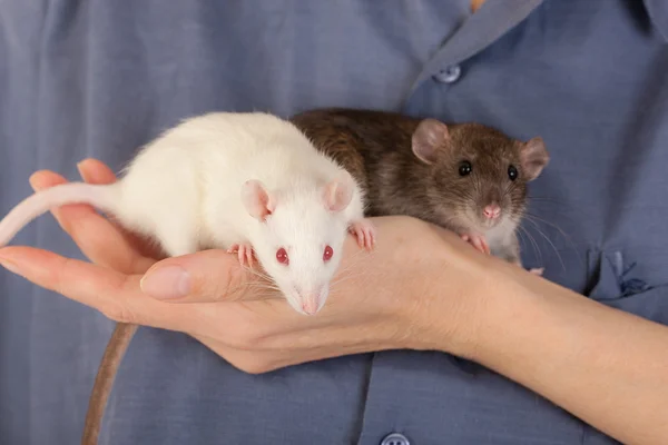 Dois ratos bebés — Fotografia de Stock