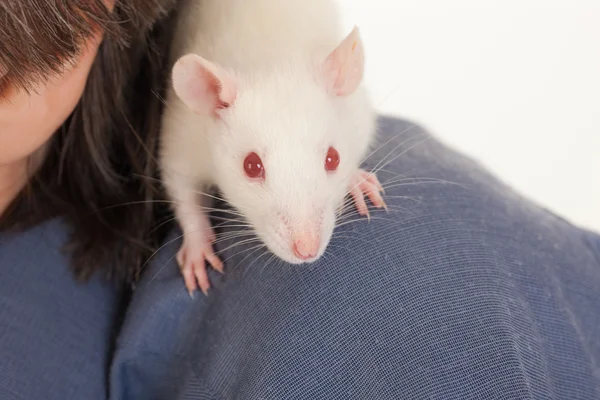 Nyfikna barn råtta — Stockfoto