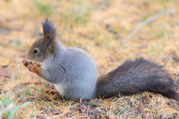 Eekhoorn in de herfst — Stockfoto