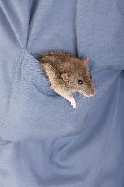 Brun inhemska råtta — Stockfoto