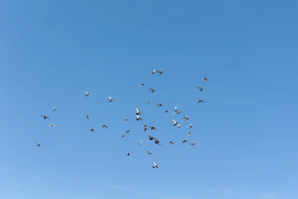 Bandada voladora de palomas — Foto de Stock