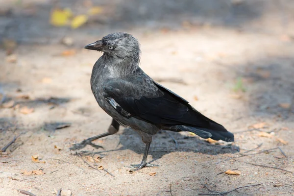 Retrato de andar jackdaw — Fotografia de Stock