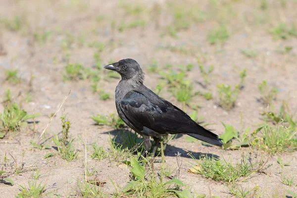 Retrato de una Jackdaw —  Fotos de Stock