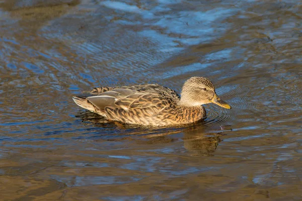 Zwemmen eend in het water — Stockfoto