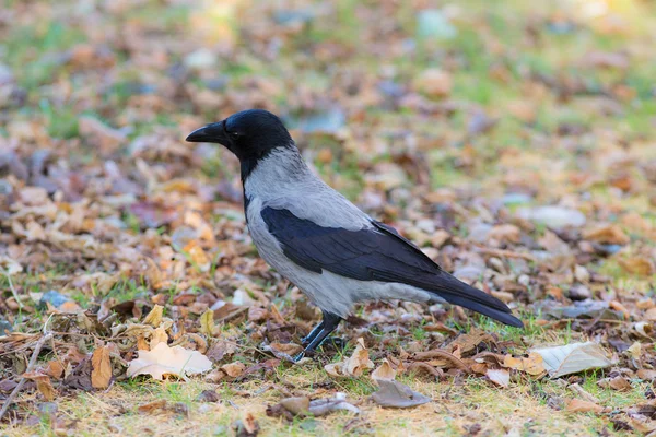 Ritratto di un corvo in autunno — Foto Stock