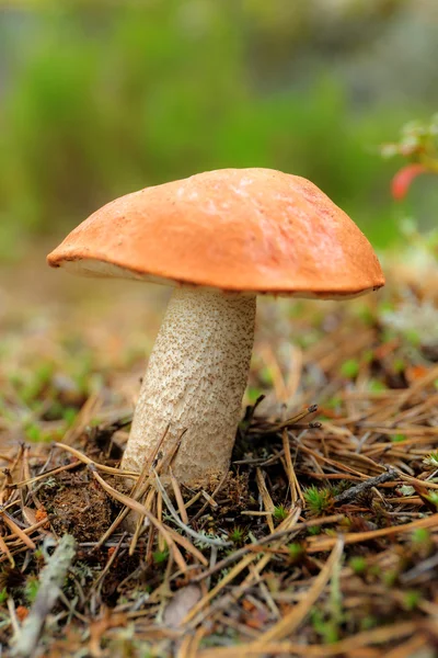 Boletus arancio-cap nel bosco — Foto Stock