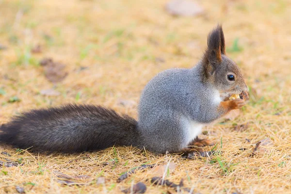 Squirrel with a nut — Stock Photo, Image