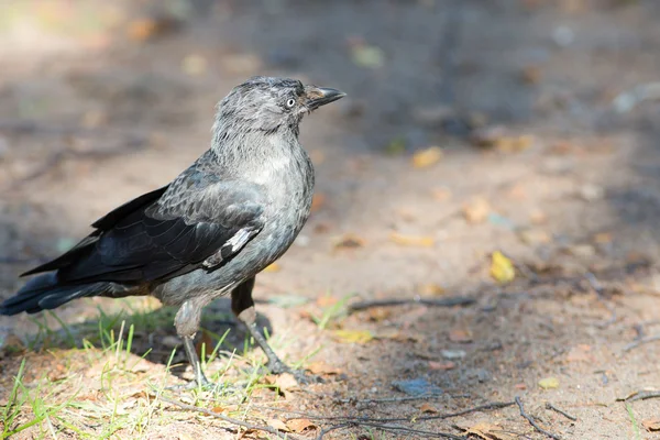 Dohle aus nächster Nähe — Stockfoto