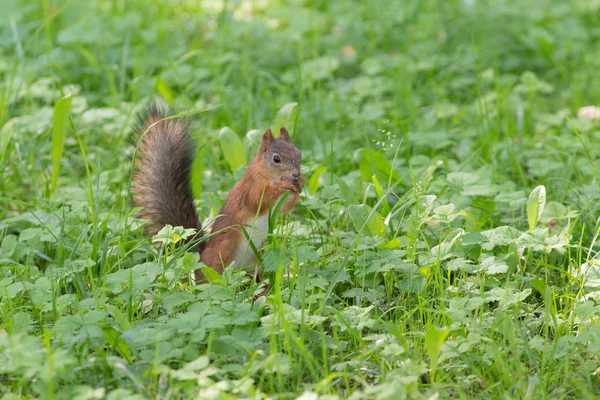 Scoiattolo nell'erba verde estiva — Foto Stock