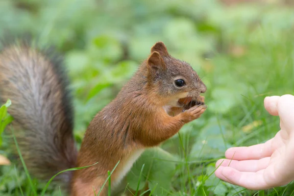 Scoiattolo con un primo piano di noci — Foto Stock