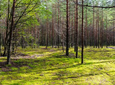 iğne yapraklı orman manzara