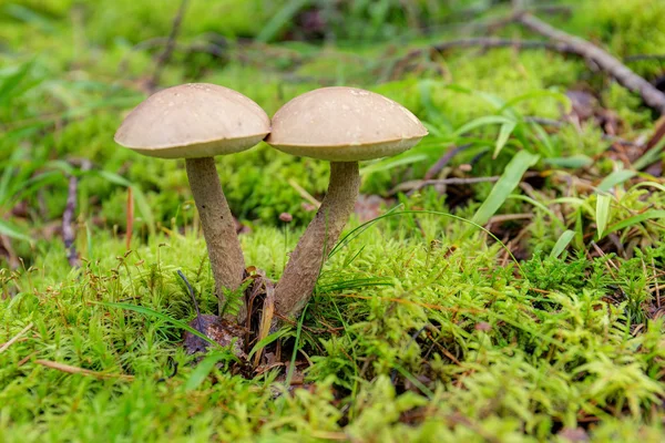 Dos Brown Cap Boletus — Foto de Stock