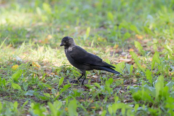 Jackdaw dans l'herbe verte — Photo