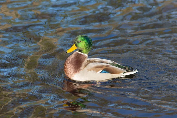 Porträtt av Vildanden — Stockfoto