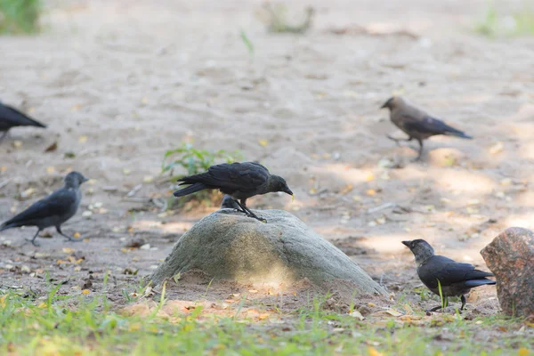 Flock of jackdaws — Stock Photo, Image