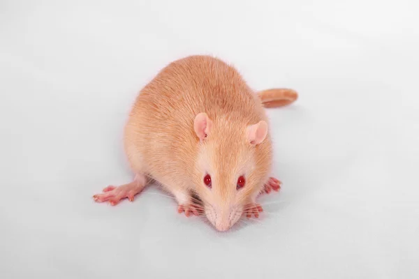 Ginger domestic rat close up — Stock Photo, Image