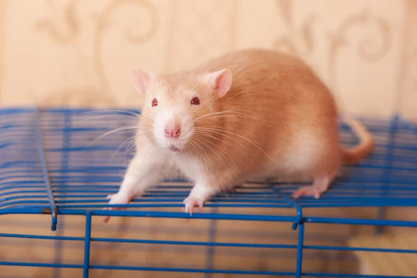 Портрет имбирной крысы — стоковое фото