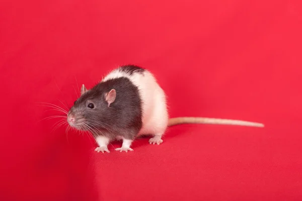 Portret van binnenlandse rat — Stockfoto