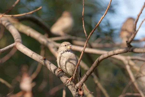 Portrait of a sparrow — Stock Photo, Image