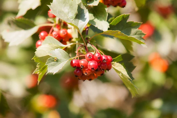 Reife Beeren aus nächster Nähe — Stockfoto