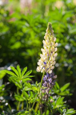 Acı bakla çiçek açan beyaz