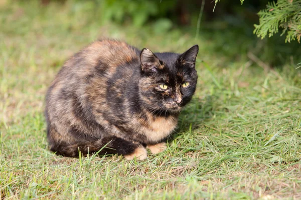 Gato preto e vermelho na grama — Fotografia de Stock