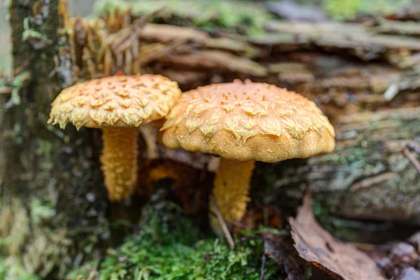 Pholiota zblízka — Stock fotografie