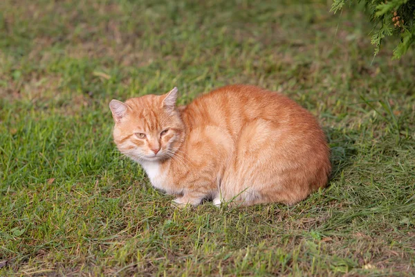 Red cat on grass — Stock Photo, Image