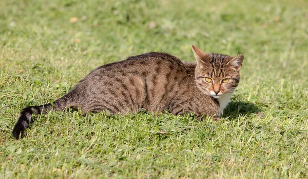 Cat lying on the grass — Stock Photo, Image