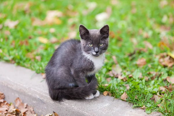 Black and white kitten — Stock Photo, Image