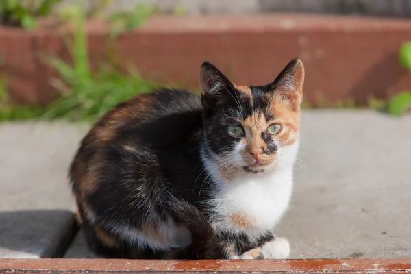 Cat portrait closeup — Stock Photo, Image