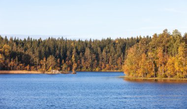 Orman göl manzara