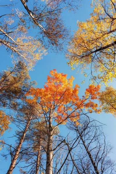Vrcholy podzimních stromů — Stock fotografie