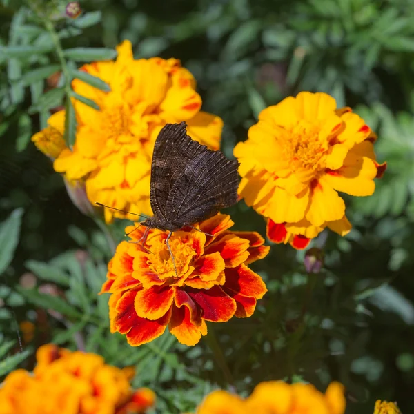 Papillon rassemble nectar — Photo