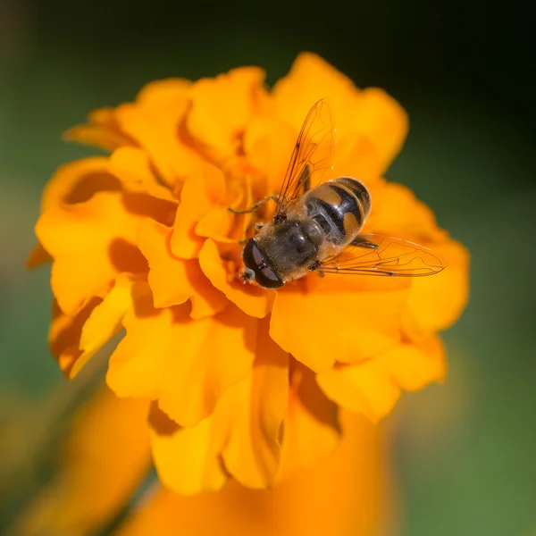 Mosca voladora sobre una caléndula amarilla — Foto de Stock